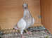 Young racing pigeons