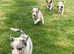 border collie pups