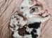 KC registered and health tested Australian Shepherd Puppies