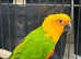 Beautiful Baby Jendy Sunconure Parrot