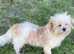 olfer male shichon available