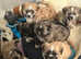 Lhasa Apso, Malshi x puppies.