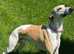 STUNNING BOY WHIPPET