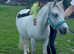 Sharer wanted for our sweet pony