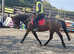 Belle 16.2hh, 16 year old Irish Sports horse