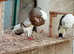 TOP QUALITY NORWICH CROPPER PIGEONS