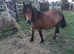 Part Shetland Mare for Permanent Loan In Yorkshire Area ONLY