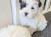 Beautiful sealyham terrier X puppies
