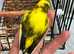 Canary