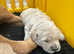 Golden retriever puppies kc