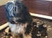 KC Registered Tibetan Terrier home bred puppies