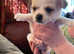 Pug x jack russell - chihuahua  puppies