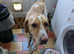 Pedigree Paddy- foxhound