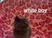 Beautiful 5th generation British shorthair kittens