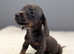 LAST 2 BOYS Smooth coat Blue and tan Mini Dachshunds pups