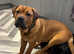 Rottweiler x English Bulldog looking for loving home