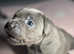 KC REGISTRATION, FULL DNA TESTS ONLY 1 BOY LEFT