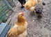 Buff orpington