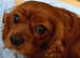Beautiful miniature f1B cavapoo baby s. 2 boys available now! Will accept offers !! Please contact me!