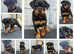 Beautiful rottweiler pups