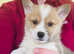 Adorable Corgi Puppies!!