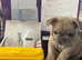 Pet Microchipping & Ultrasound