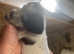 Working Cocker Jacks Puppies For Sale!