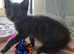 Beautiful moggie x oriental kittens