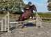 6yo welsh D mare