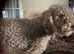 Esta bedlingron terrier x poodle