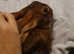 Make Belgian hare neutered indoor rabbit
