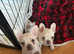 French bulldog puppies for sale