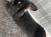 Two female rabbits to be homed