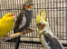 Beautiful young birds for sale