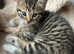 Mixed Maine Coon kittens - Ready now