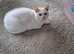 Rehoming  white cat female