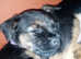Border terrier girl pups
