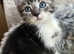 RAGDOLL MIX MALE KITTEN READY NOW