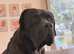 Lovely Boerboel Male