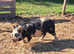 Male Kune Kune piglet