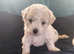 Pure breed bichon frise puppies