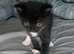 Kittens for sale