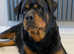 KC Rottweiler puppies due beginning of June