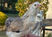 Araucana point of lay pullets