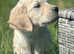Kc registered golden retriever puppies