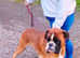 Boxer Looking for lovely family home