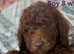 Quality Labradoodle Pups Ready Now
