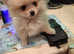 WELL BRED TEACUP POMERANIANS READY FOR THEIR NEW LOVING HOME