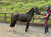 Welsh C Gelding looking for a new family