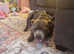 Staffordshire bull terrier puppies  for sale  1 pure black blue trojan  bull K C REGISTERED